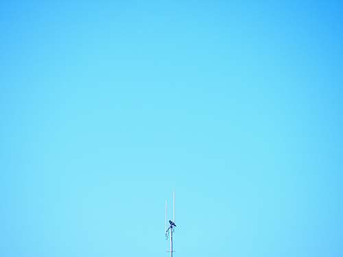 electrical device  antenna